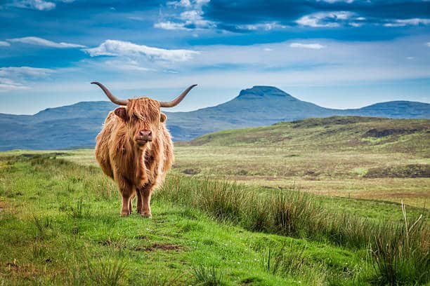 Randonnée Écosse : La vache de Highland race bovine écossaise