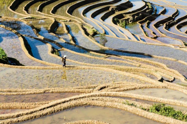 Voyage en Chine visite d'un champ de riz en forme d'escalier Akaoka