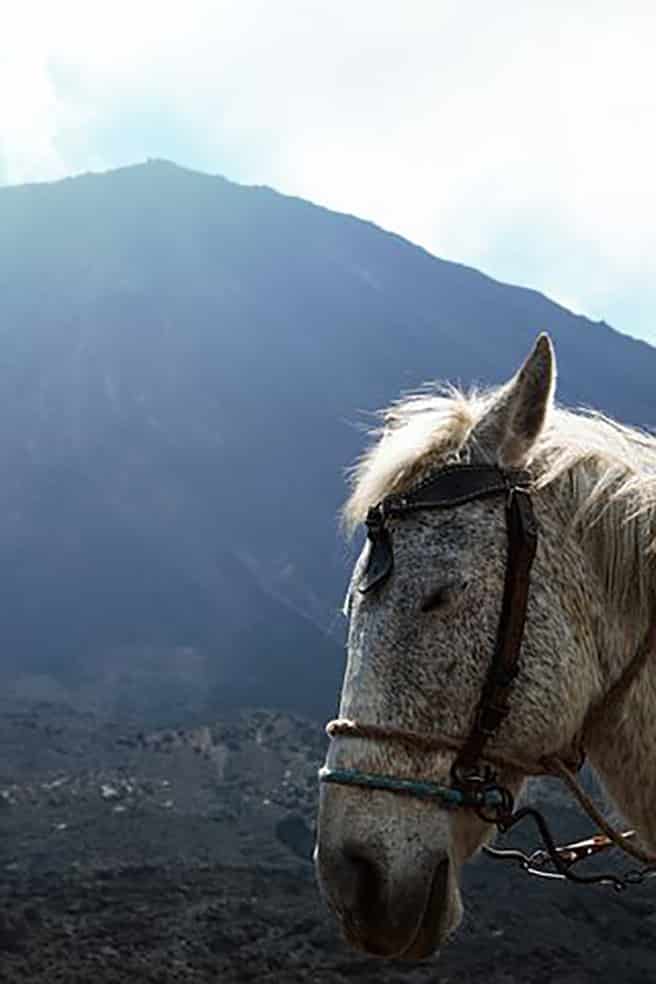 Voyage au Guatemala : un cheval devant le volcan de fuego Akaoka