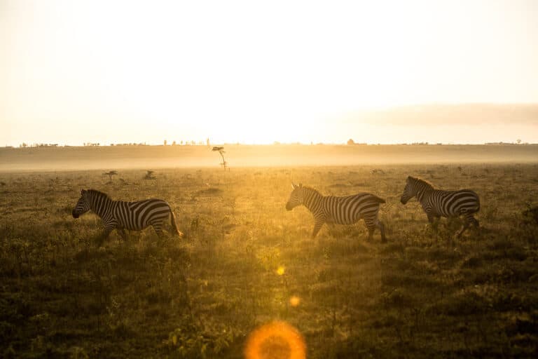 Trek au Kenya dans la vallée du Rift : troupeau de Zèbres dans la réserve nationale de Maasai Akaoka