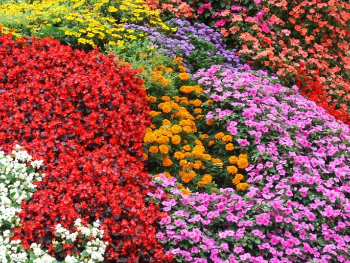 Randonnée Açores fleurs colorées Akaoka