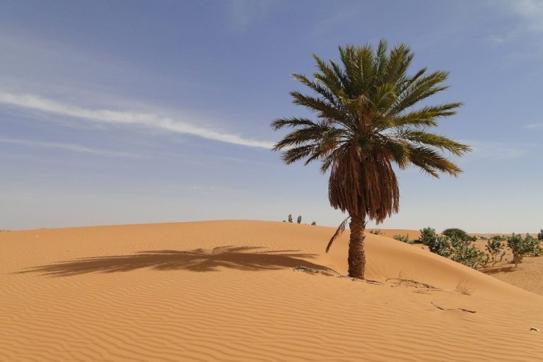 Voyage en Mauritanie : palmeraie dans le désert Akaoka