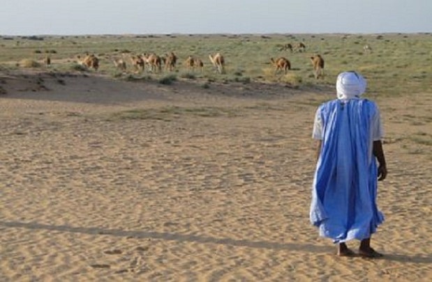 Voyage en Mauritanie : Touareg et son troupeau de chameaux dans un désert Akaoka