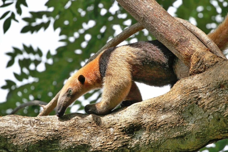 Aventure au Costa Rica : un fourmilier sur un arbre dans une forêt tropicale Akaoka