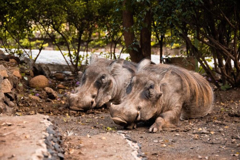 Randonnée Éthiopie : deux phacochères dans le parc Simien Akaoka