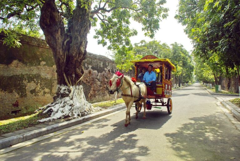 Séjour au Vietnam : balade en calèche avec un cheval blanc sur des routes entourées d'arbre.