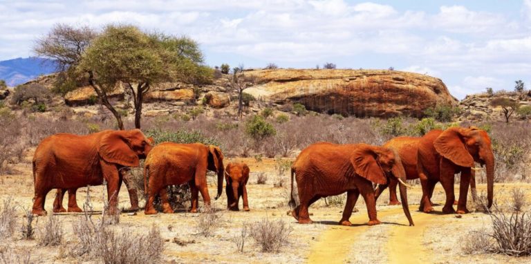 Séjour au Kenya : troupeau d'éléphants dans un désert Akaoka