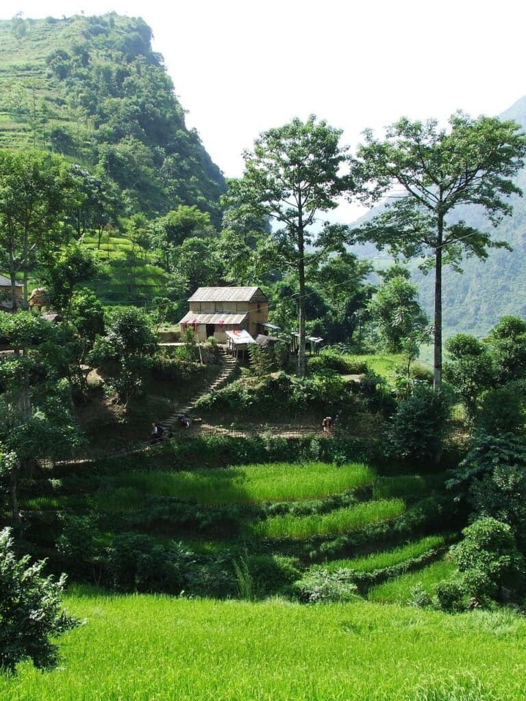 Trek au Népal en famille : une rizière près d'une habitation entourée de montagnes verdoyantes Akaoka