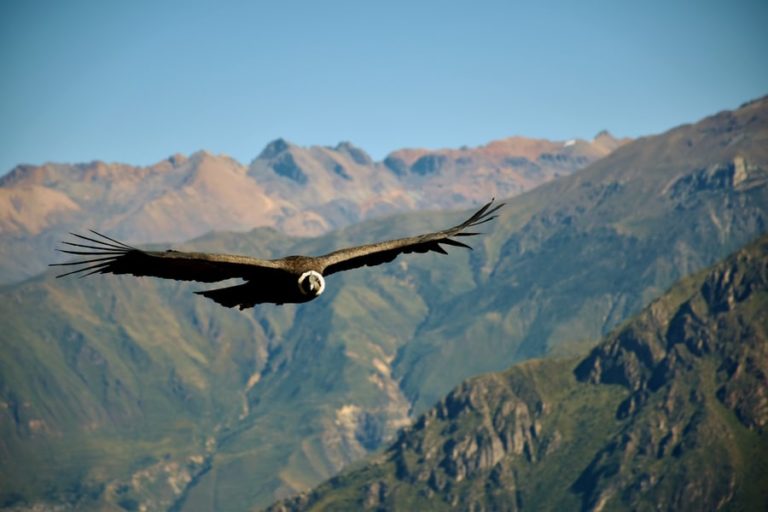 Voyage au Pérou : un aigle volant au dessus des montagnes Akaoka