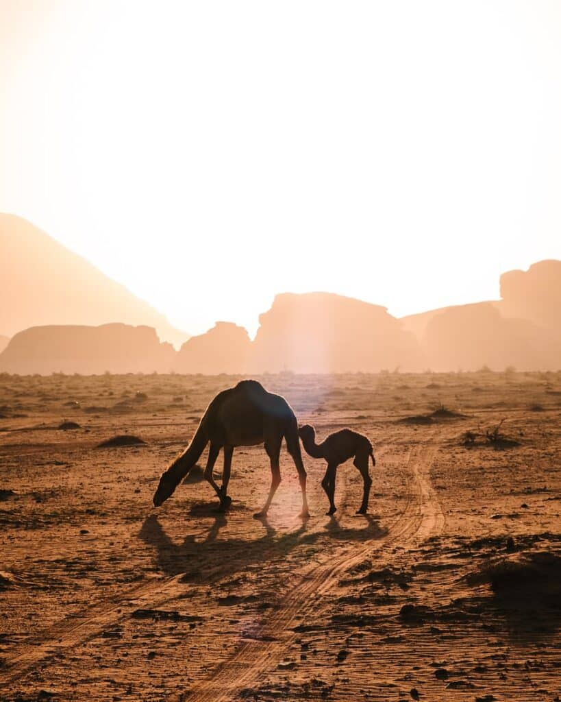 Voyage en Mauritanie : chameaux dans le désert de l'Adrar Akaoka