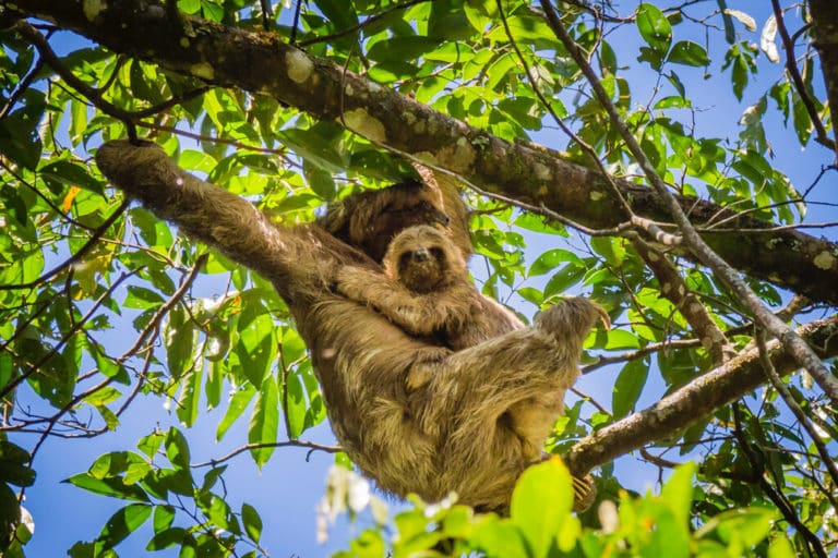 Randonnée au Nicaragua dans une forêt : deux paresseux sur une branche Akaoka