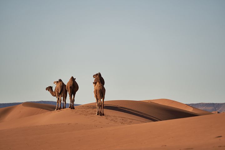 Randonnée en Mauritanie à chameaux dans l'Erg Ouarane Akaoka