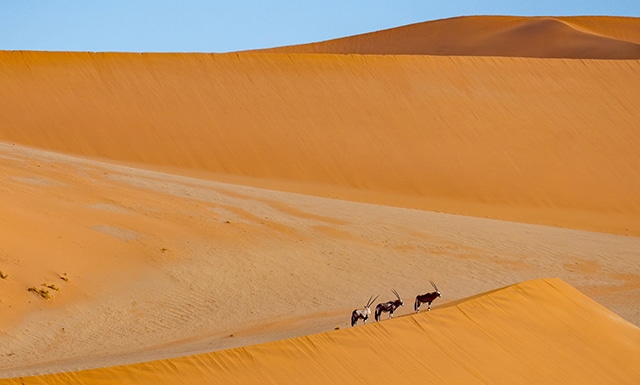 Méharée en Mauritanie : antilopes dans le désert Akaoka