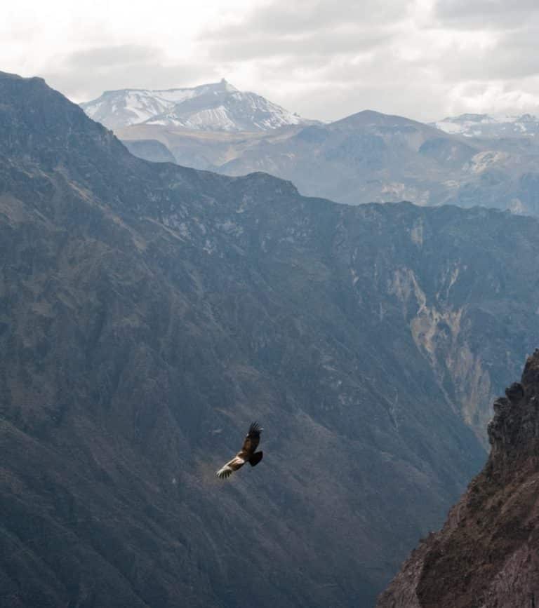 Trek au Pérou : un aigle volant au dessus des montagnes Akaoka