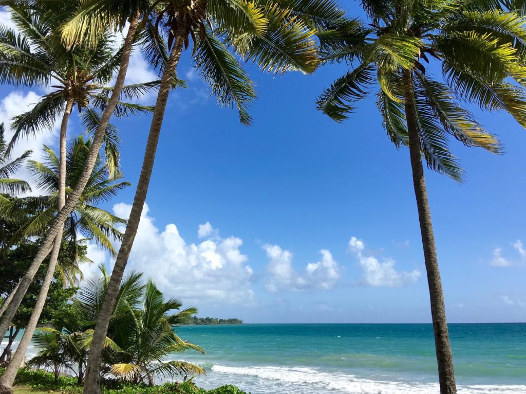 Voyage en Martinique : des palmiers sur plage paradisiaque Akaoka